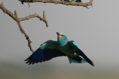 Scharrelaar; European roller; Coracias garrulus