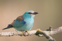 Scharrelaar; European roller; Coracias garrulus