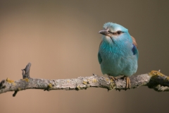 Scharrelaar; European roller; Coracias garrulus