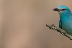 Scharrelaar; European roller; Coracias garrulus