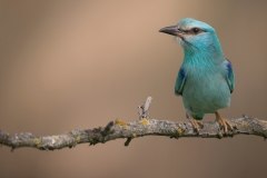 Scharrelaar; European roller; Coracias garrulus