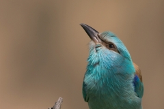 Scharrelaar; European roller; Coracias garrulus