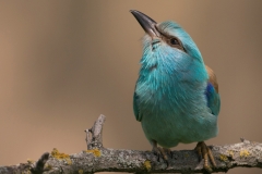 Scharrelaar; European roller; Coracias garrulus