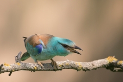 Scharrelaar; European roller; Coracias garrulus