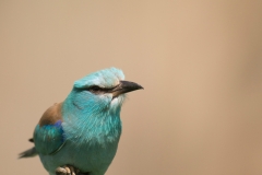 Scharrelaar; European roller; Coracias garrulus
