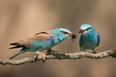 Scharrelaar; European roller; Coracias garrulus