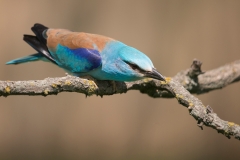 Scharrelaar; European roller; Coracias garrulus