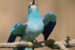 Scharrelaar; European roller; Coracias garrulus