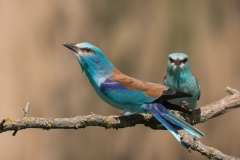 Scharrelaar; European roller; Coracias garrulus