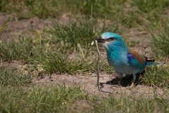 Scharrelaar; European roller; Coracias garrulus