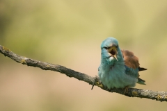 Scharrelaar; European roller; Coracias garrulus