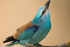 Scharrelaar; European roller; Coracias garrulus