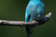 Scharrelaar; European roller; Coracias garrulus