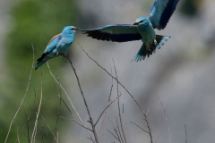 Scharrelaar; European roller; Coracias garrulus
