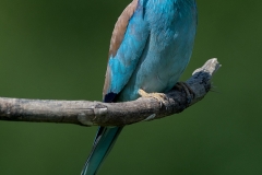 Scharrelaar; European roller; Coracias garrulus