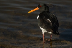 H Bouwmeester scholekster_HBO3782