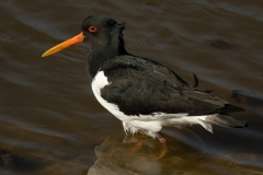 H Bouwmeester scholekster_HBO3786