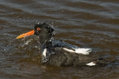H Bouwmeester scholekster_HBO3824