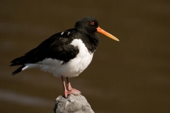 Scholekster_HBN0471