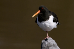scholekster_HBN0445