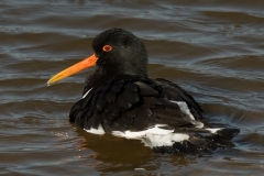 scholekster_HBO3837