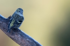 Sijs_HB59695
