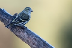 Sijs_HB59705