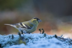Sijs_HB59731