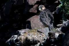 slechtvalk_HBN5379