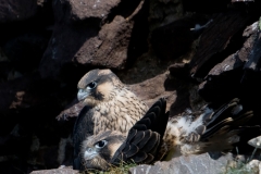 slechtvalk_HBN5404