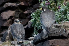 slechtvalk_HBN5428