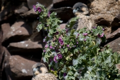 slechtvalk_HBN5456