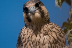 slechtvalk_HBN5467
