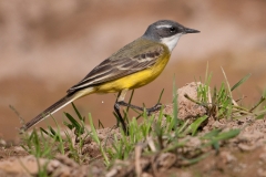 Spaanse gele kwikstaart; Spanish Yellow Wagtail; Motacilla flava iberiae