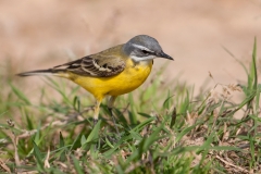 Spaanse gele kwikstaart; Spanish Yellow Wagtail; Motacilla flava iberiae