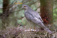 Sperwer