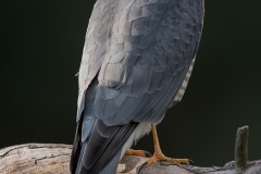 Sperwer_HB58978