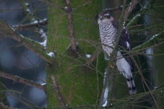 Sperwer_HBN9267