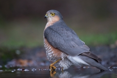 sperwer;-accipiter-nisus;-sparrow-hawk_HB41732-kopiëren