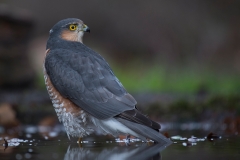 sperwer;-accipiter-nisus;-sparrow-hawk_HB41777-kopiëren
