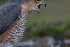 sperwer;-accipiter-nisus;-sparrow-hawk_HB41839-2