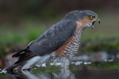 sperwer;-accipiter-nisus;-sparrow-hawk_HB41839-kopiëren