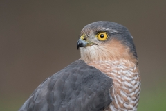 sperwer;-accipiter-nisus;-sparrow-hawk_HB59118-kopiëren