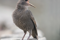 spreeuw_HBN1133