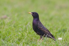 spreeuw_HBO0972