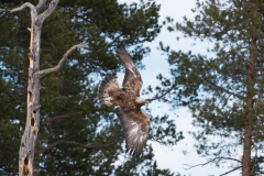 Steenarend; Golden Eagle; Aquila chrysaetos; Steinadler