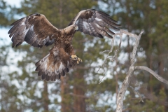 Steenarend; Golden Eagle; Aquila chrysaetos; Steinadler