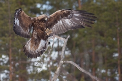 Steenarend; Golden Eagle; Aquila chrysaetos; Steinadler