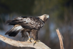 Steenarend; Golden Eagle; Aquila chrysaetos; Steinadler