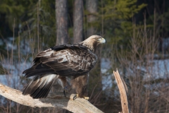 Steenarend; Golden Eagle; Aquila chrysaetos; Steinadler